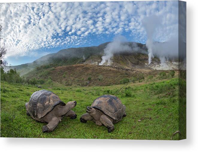 Animal Canvas Print featuring the photograph Volcan Alcedo Tortoises And Fumaroles #1 by Tui De Roy