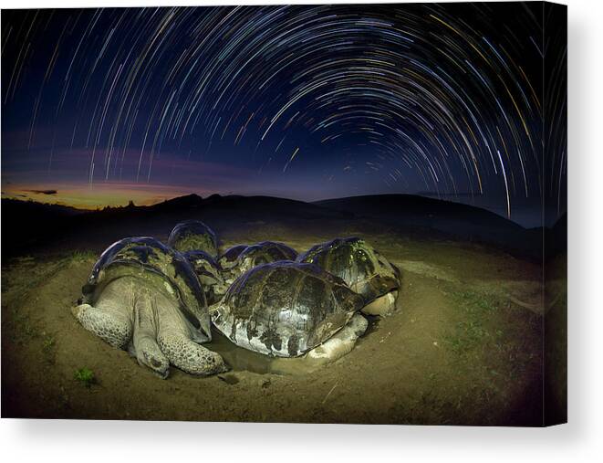 Animal Canvas Print featuring the photograph Volcan Alcedo Tortoises And Star Trails by Tui De Roy