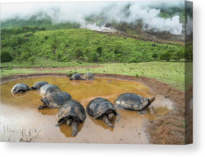Animal Canvas Print featuring the photograph Volcan Alcedo Tortoises In Wallow by Tui De Roy