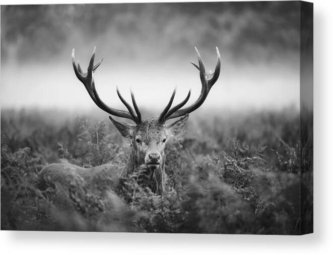 Animal Canvas Print featuring the photograph Vvv by Robert Fabrowski