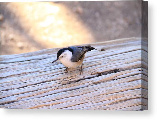 Bryce Canyon Canvas Print featuring the photograph White Breasted Nuthatch #2 by Ed Riche