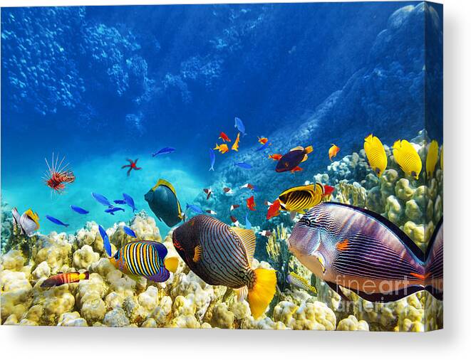 Red Canvas Print featuring the photograph Wonderful And Beautiful Underwater by V e