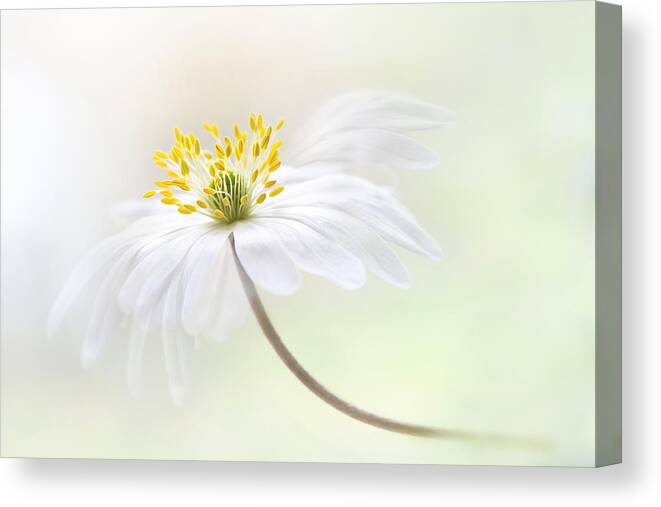 Woodanemone Canvas Print featuring the photograph Wood Anemone #1 by Jacky Parker