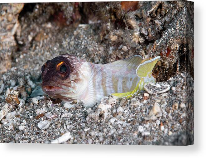 Aquatic Canvas Print featuring the photograph Yellowbarred Jawfish #1 by Andrew Martinez