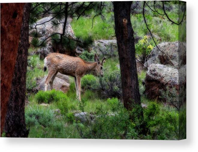 Mule Canvas Print featuring the photograph Young mule deer feeding by Dan Friend