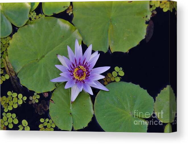 Naples Canvas Print featuring the photograph Botanical Gardens #10 by Donn Ingemie