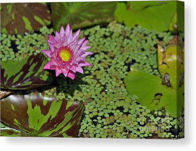 Naples Canvas Print featuring the photograph Botanical Gardens by Donn Ingemie