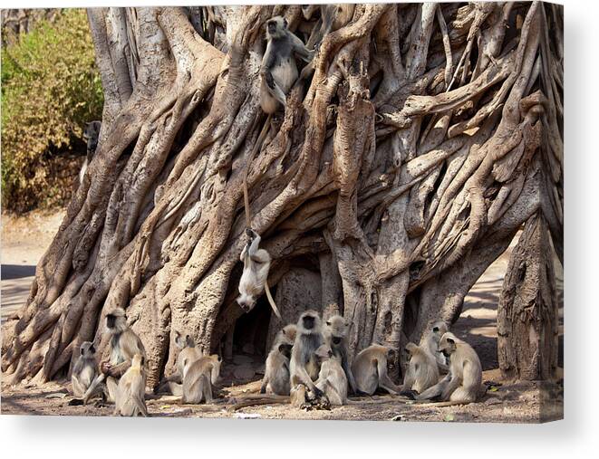 Indian Langur Monkeys Canvas Print featuring the photograph 1161-4739 by Robert Harding Picture Library