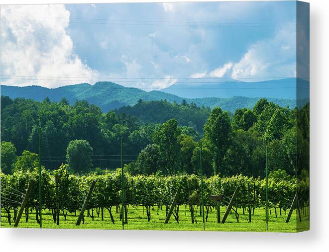 12 Spies Vineyard Canvas Print featuring the photograph 12 Spies Vineyard by Mary Ann Artz