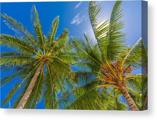 Landscape Canvas Print featuring the photograph Tropical Trees Background Concept. Palm #13 by Levente Bodo