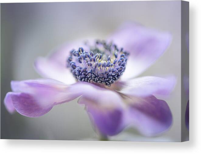 Flower Canvas Print featuring the photograph #14 by Keren Or