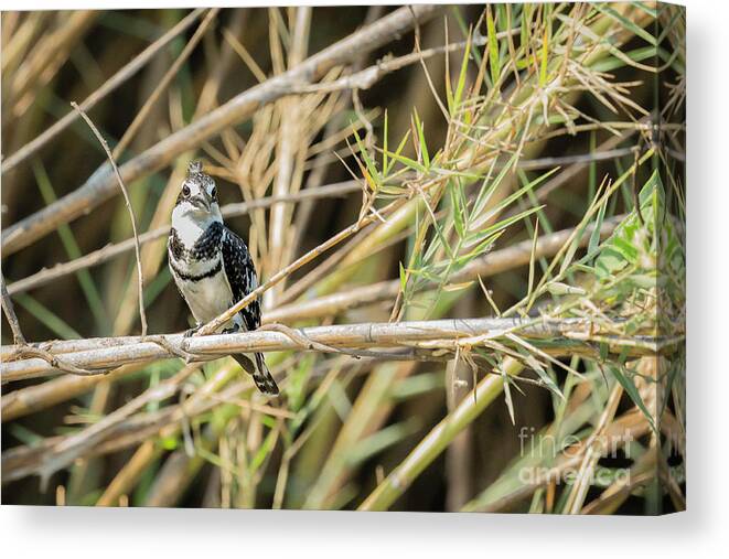 Africa Canvas Print featuring the photograph Pied Kingfisher #1 by Timothy Hacker