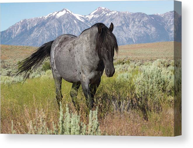  Canvas Print featuring the photograph 1dx20744 by John T Humphrey