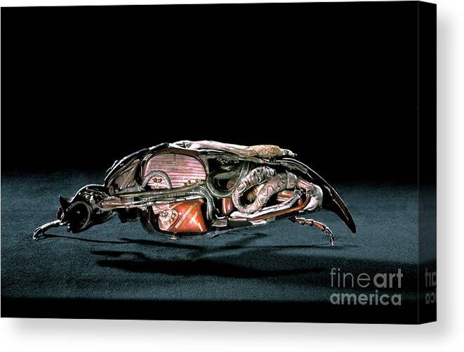 Anatomical Canvas Print featuring the photograph 19th Century Model Of A Cockchafer Beetle #2 by Patrick Landmann/science Photo Library