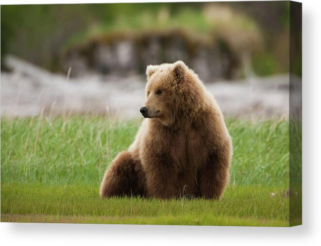 Brown Bear Canvas Print featuring the photograph Brown Bear, Katmai National Park #2 by Mint Images/ Art Wolfe