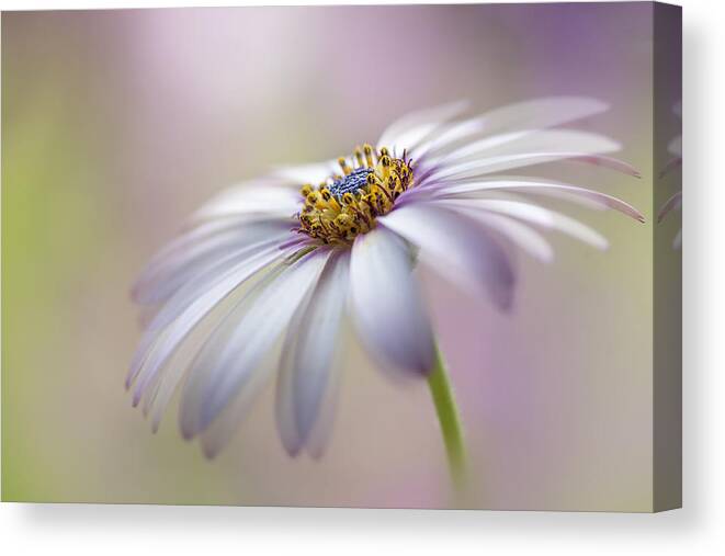Flower Canvas Print featuring the photograph Cape Daisy #2 by Jacky Parker
