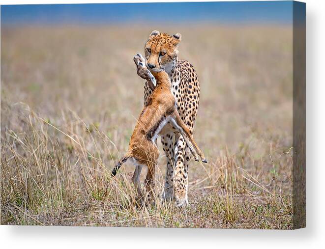 Africa Canvas Print featuring the photograph Cheetah With Prey #2 by Xavier Ortega