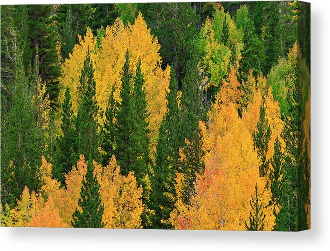 Agua Canvas Print featuring the photograph Fall Color Along Bishop Creek, Inyo #2 by Russ Bishop