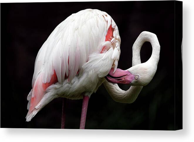 Animal Themes Canvas Print featuring the photograph Flamingo #2 by Floridapfe From S.korea Kim In Cherl