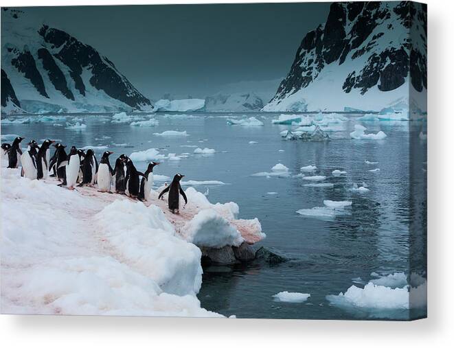 Vertebrate Canvas Print featuring the photograph Gentoo Penguins, Antarctica #2 by Mint Images/ Art Wolfe