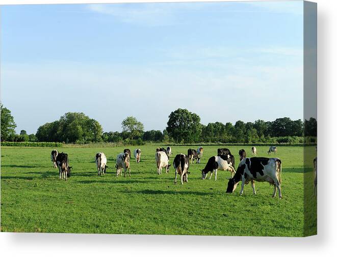 Scenics Canvas Print featuring the photograph Group Of Holstein Cows In A Meadow #2 by Vliet