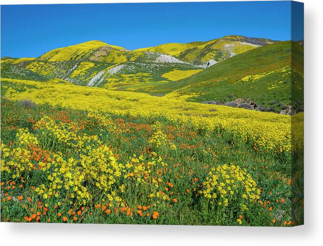 00568647 Canvas Print featuring the photograph Hillside Daisy, Superbloom, Temblor Range, Carrizo Plain Nm, California #2 by Tim Fitzharris
