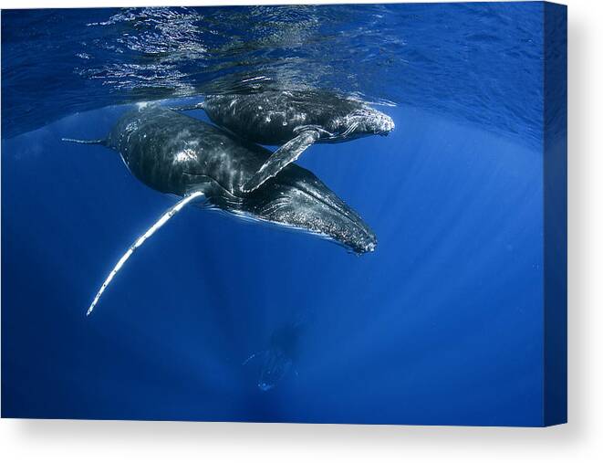 Humpback Canvas Print featuring the photograph Humpback Whales #2 by Cdric Pneau