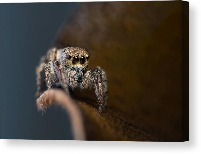 Insect Canvas Print featuring the photograph Jumping Spider #2 by Ivy Deng