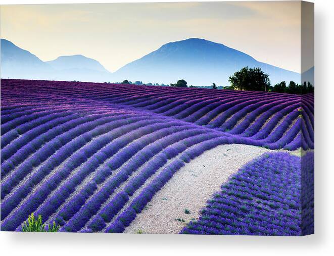 Estock Canvas Print featuring the digital art Lavender Field In Provence France #2 by Maurizio Rellini