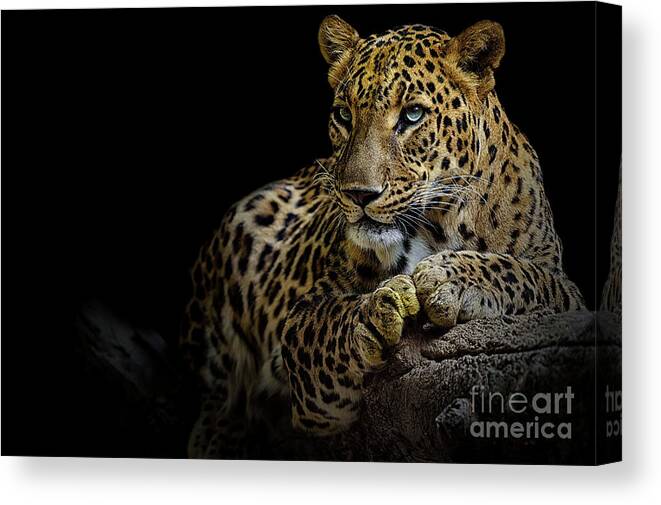 New Delhi Canvas Print featuring the photograph Leopard #2 by Somak Pal