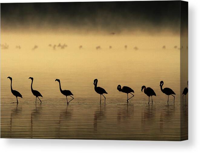 Kenya Canvas Print featuring the photograph Lesser Flamingos Walking Along Lake #2 by Manoj Shah