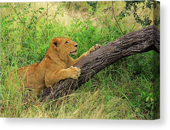Lion Canvas Print featuring the photograph Lioness by Richard Krebs