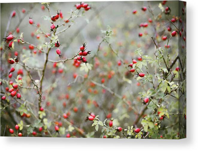 Barberry Canvas Print featuring the photograph Many Red Ripe Berries On Thin Tree Or Bush Branches In Forest #2 by Cavan Images