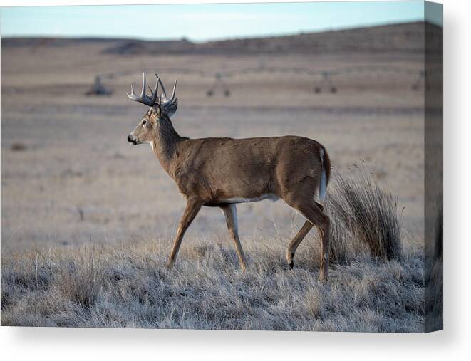 Deer Canvas Print featuring the photograph Rocky Mountain Deer #2 by Philip Rodgers