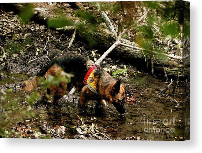 Mountain Rescue Canvas Print featuring the photograph Sniffer Dog #2 by Mauro Fermariello/science Photo Library