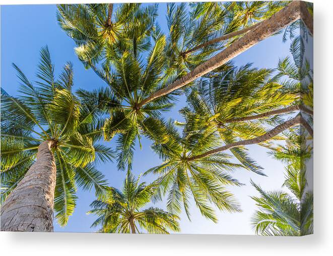 Landscape Canvas Print featuring the photograph Tropical Trees Background Concept. Palm #2 by Levente Bodo