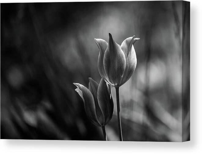 Flowers Canvas Print featuring the photograph Tulips #2 by Dusan Ljubicic