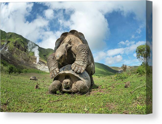 Animal Canvas Print featuring the photograph Volcan Alcedo Giant Tortoises Mating #2 by Tui De Roy