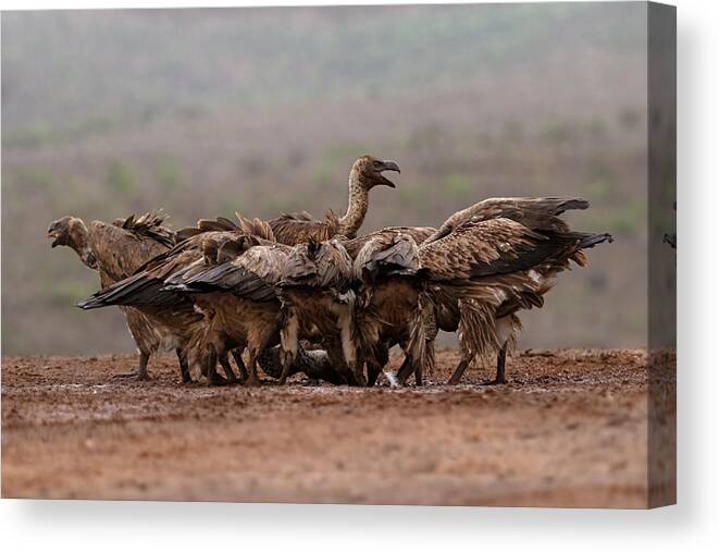 Vulture
Vultures
Griffons
Birds
Nature
Wild
Wildlife
South Canvas Print featuring the photograph Vultures #2 by Marco Pozzi