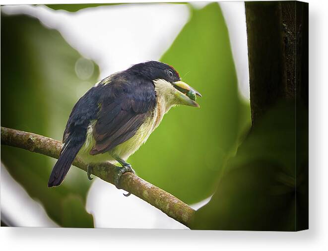 Colombia Canvas Print featuring the photograph White Mantled Barbet Santa Librada Tolima Colombia #2 by Adam Rainoff