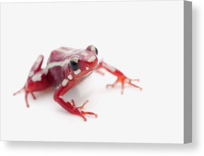 Risk Canvas Print featuring the photograph White-striped Poison Dart Frog #2 by Design Pics / Corey Hochachka