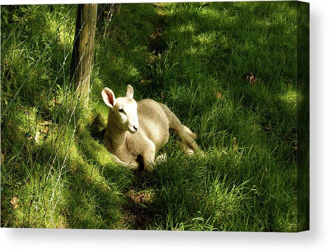 Cumbria Canvas Print featuring the photograph 20/06/14 KESWICK. Lamb In The Woods. by Lachlan Main