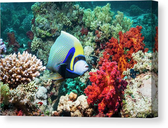 One Animal Canvas Print featuring the photograph Emperor Angelfish #20 by Georgette Douwma