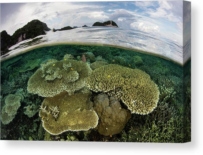 Indonesia Canvas Print featuring the photograph A Beautiful Coral Reef Thrives Among #22 by Ethan Daniels