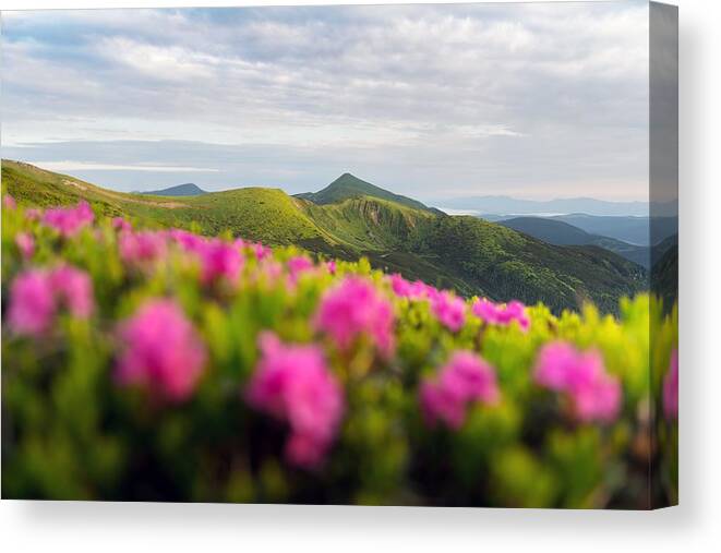 Landscape Canvas Print featuring the photograph Rhododendron Flowers Covered Mountains #22 by Ivan Kmit