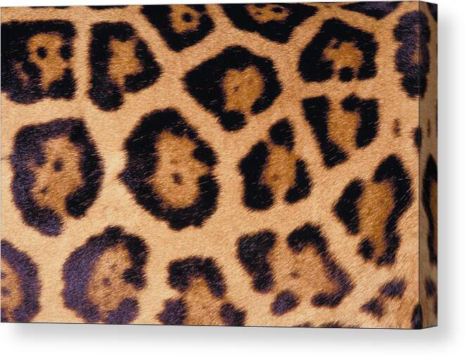 Animal Skin Canvas Print featuring the photograph 23899700 by Jupiterimages