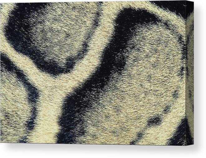 Animal Skin Canvas Print featuring the photograph 23899720 by Jupiterimages