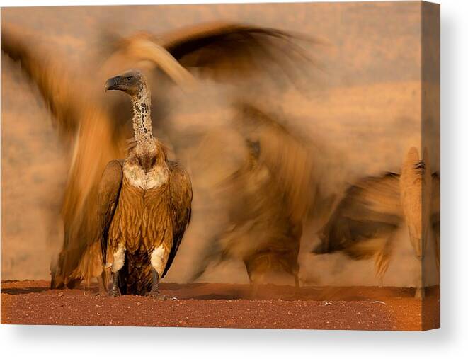 Vulture Canvas Print featuring the photograph #26 by Amnon Eichelberg