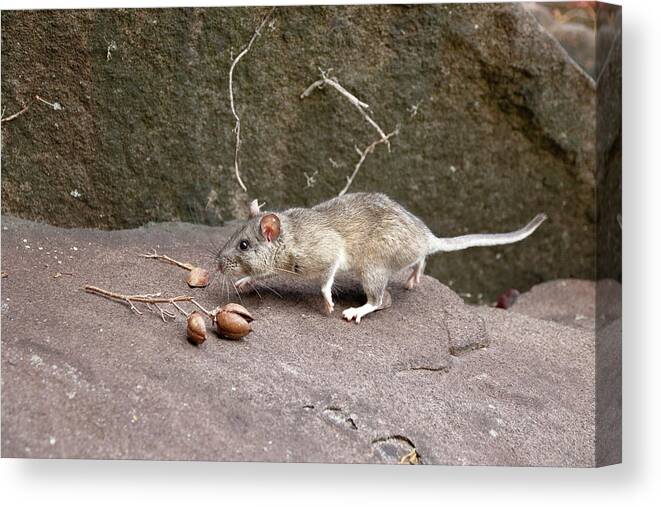Allegheny Woodrat Canvas Print featuring the photograph Allegheny Woodrat In Habitat #3 by David Kenny