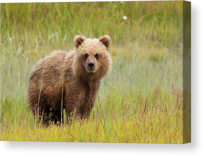 Brown Bear Canvas Print featuring the photograph Brown Bear, Lake Clark National Park #3 by Mint Images/ Art Wolfe
